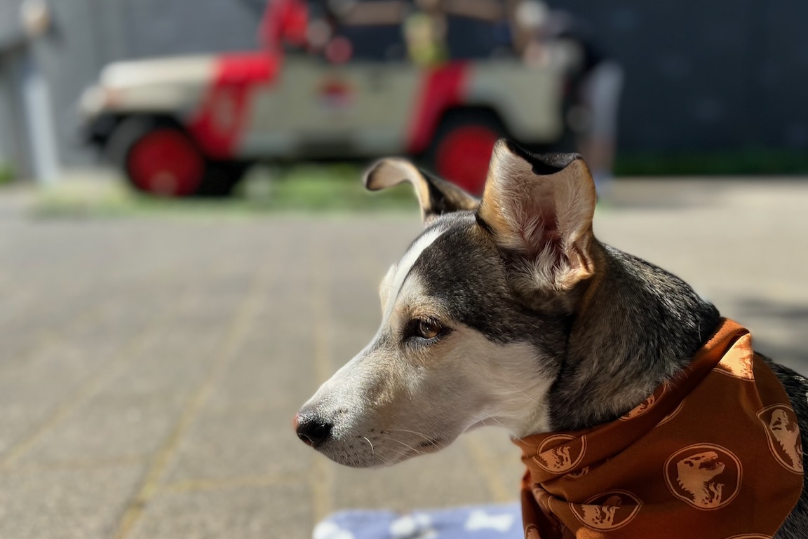 Unser Hund Lucky mit Dinosaurier-Halstuch, dahinter unscharf mein „Jurassic Park“-Jeep